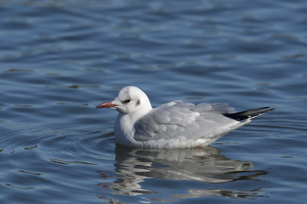 日本の野鳥 ユリカモメ Japanese Wild Birds Black-headed Gull