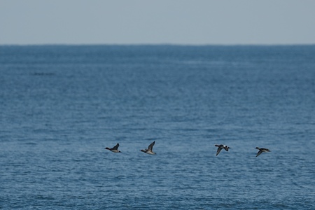 ヒドリガモ 飛翔 海
