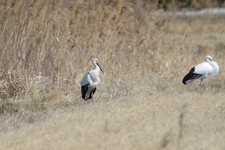 コウノトリ 千葉での出会い2