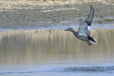 オカヨシガモ ♂  飛び立ち