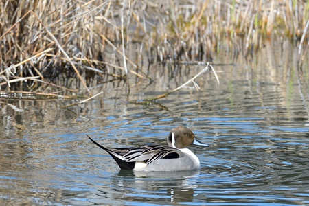 オナガガモ ♂ 水の上