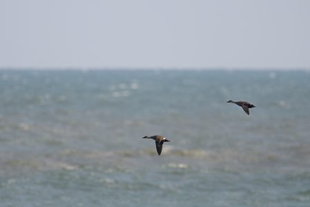 海のカルガモ 飛翔