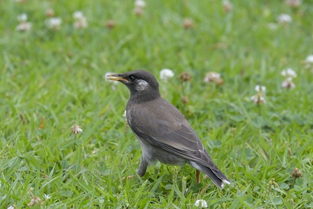 ムクドリ ♀ と若鳥