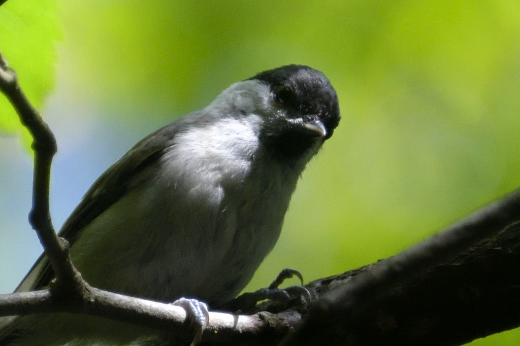 日本の野鳥 ハシブトガラ Japanese Wild Birds Marsh tit