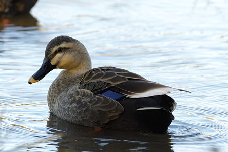 カルガモ 後ろ姿