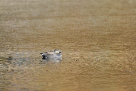 オカヨシガモ ♂