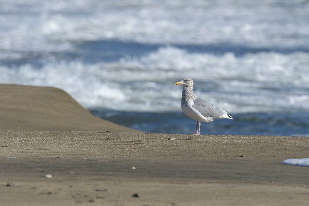 日本の野鳥 セグロカモメ Japanese Wild Birds Herring Gull