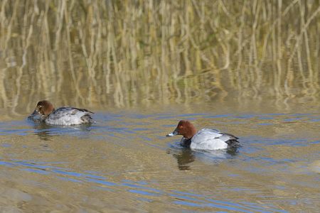 ホシハジロ ♀ ペア