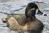 クビワキンクロ