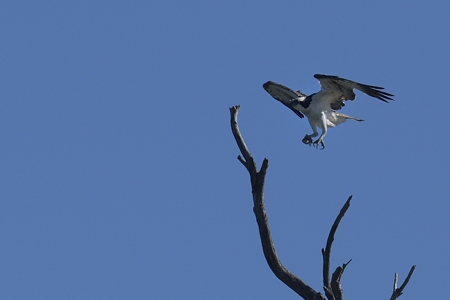 枝に止まるミサゴ