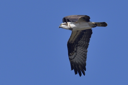 ミサゴの飛翔 2