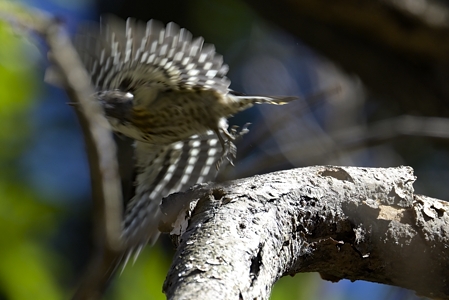 コゲラ 飛翔