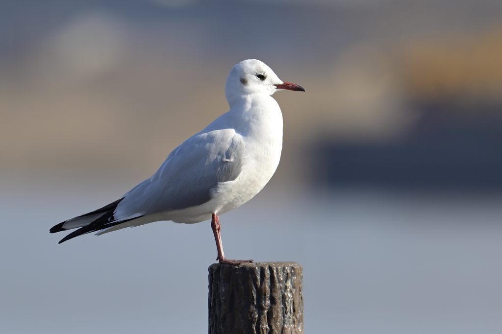 ユリカモメ ユリカモメ