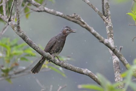 亜種イシガキヒヨドリ