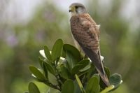 ハヤブサ目ハヤブサ科