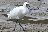 クロツラヘラサギ