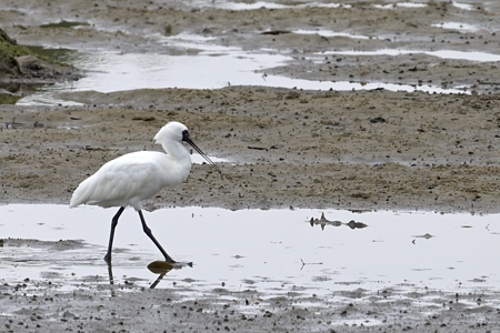 クロツラヘラサギ 横向き