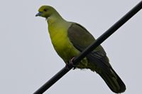 亜種チュウダイズアカアオバト