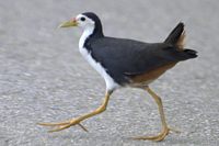 シロハラクイナ