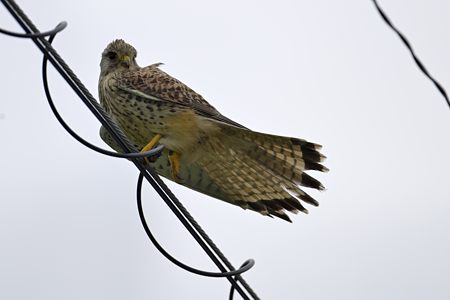 チョウゲンボウ ♀ 電線の上