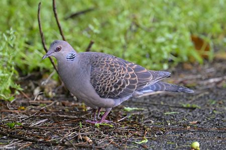 亜種 リュウキュウキジバト