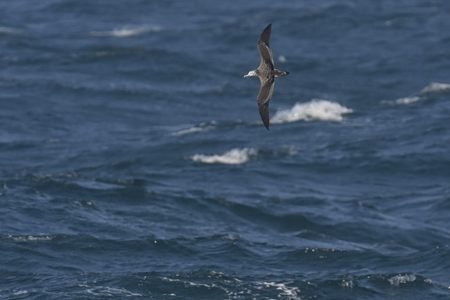 相模湾のオオミズナギドリ 春