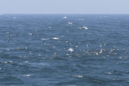 オオミズナギドリの群れ 鳥山