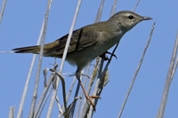 シマセンニュウ