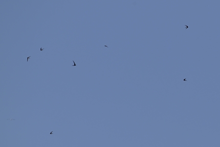 アマツバメ 群飛