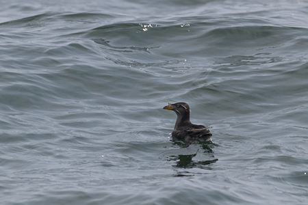 ウトウ 霧が晴れて