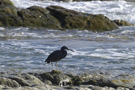 クロサギ 黒色型