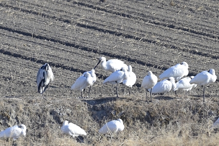 クロツラヘラサギの群れ（ヘラサギ含む）