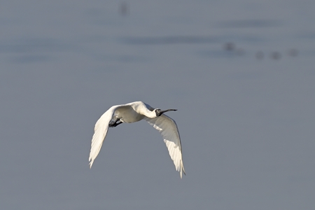 クロツラヘラサギの飛翔 1）