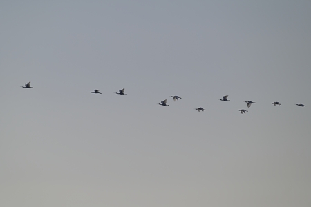 クロツラヘラサギの飛翔 群れ