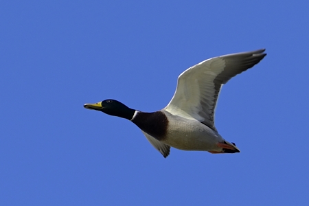 マガモ 飛翔 ♂