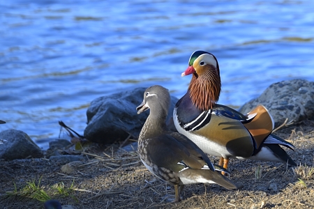 オシドリ カップル 4（十年の時を経て）