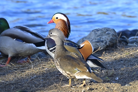 オシドリ カップル 3（十年の時を経て）