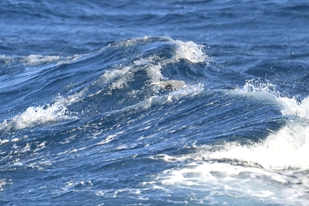 クロサギ 飛翔 荒海をバックに 2