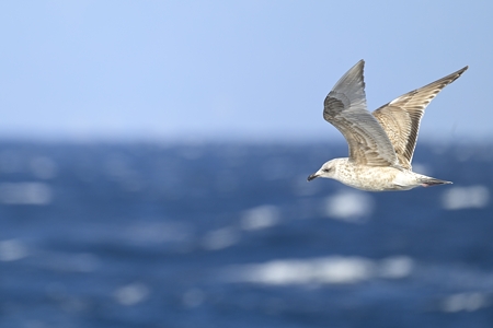 亜種セグロカモメ1年生冬の飛翔 1