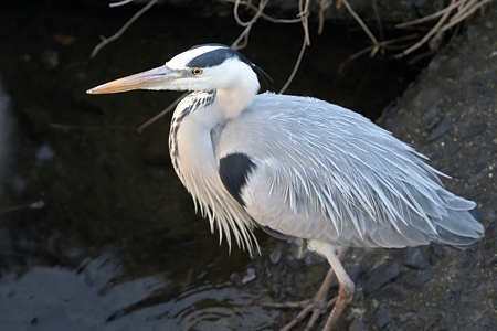 アオサギのアップ 冬