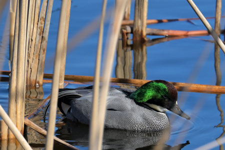 ヨシガモ ♂ 葦の中