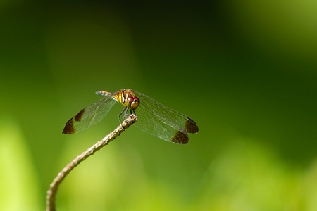 ノシメトンボ ♀ 300mm F4