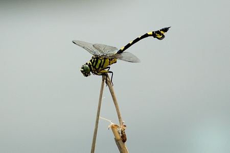 ウチワヤンマ ♂