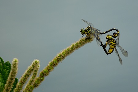 ウチワヤンマ ♂ ♀ ペア