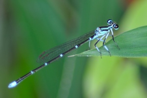 モノサシトンボのページ