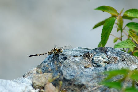 シオカラトンボ ♂ 未成熟