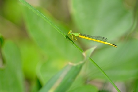 キイトトンボ ♂ 側面