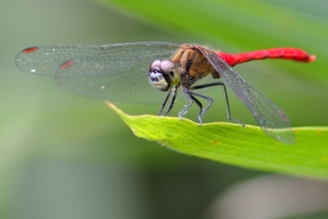 マユタテアカネ