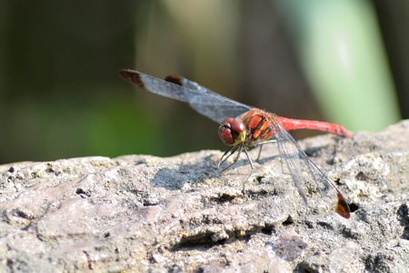 コノシメトンボ ♂ 正面
