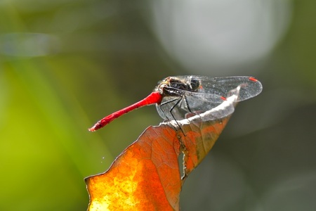 マユタテアカネ ♂ その1